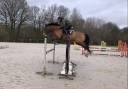 Top cheval