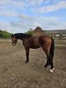 Superbe Hongre 3 ans dressage/obstacle 