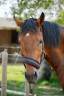 Hongre AES 2022, bai, 1m69, CSO + Dressage