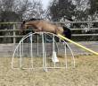 Jument SF par CANTURANO X JARNAC - 4 ans - 164 cm 