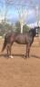 Donne jument ex jumping 20 ans contre bons soins 