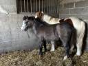 Pouliche Welsh part bred 
