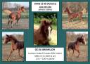 A VENDRE POULAIN LUSITANO-ARABE- PP DSA- 1 AN