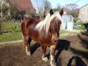 hongre comtois de 4 ans