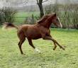 Poulain dressage prestige BEST SIR DES HURLIERS