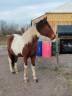 Jument / cheval 