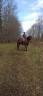 Cheval Franche montagne 