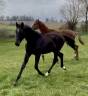 Poulain dressage très moderne et chic x Vpower