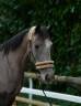 Top jument grise de 4ans fille de Malito de Rêve 