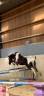 A VENDRE PEPITO PONEY POLYVALENT 9  ANS