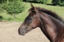 pouliche 1an WK/WPB par le Tot de Semilly