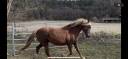 Très jolie ponette Welsh cob plein papier 
