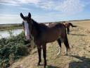 Poulain hongre SF 3 ans