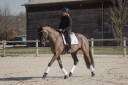 Hongre - 7 ans - KWPN X Lusitanien 