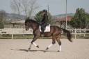 Hongre - 5 ans - Oldenbourg - Dressage 