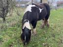 Gypsy Cob - Pouliche 3 ans