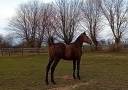 PS entier 2 ans balade/compagnie
