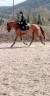 Cheval de sport 