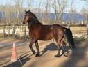 Hongre Frison x Lusitanien 6 ans