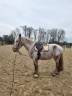 Petit cheval cherche DP