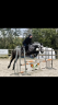 Poney Connemara plein papiers