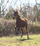 Pouliche Selle Francais - Avenir pour le dressage