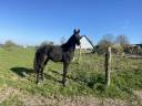 Super poulain 