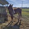 Vend poulain  sf 2 ans 