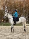 Hongre Pure race espagnole 