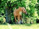 Saillie Etalon Palomino Espagnol PRE