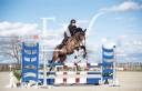 Jument Holsteiner 7ans
