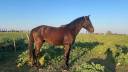 Entier - Lusitanien - 3 ans - Dressage 
