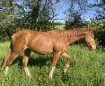 Hongre souche Quismy des Vaux