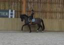 Hongre - 8 ans - PRE - Dressage