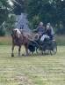 Ignace, Hongre Postier Breton, 8 ans, attelé 