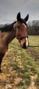 Cheval TF 12 ans 