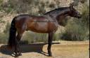 Magnifique PRE 