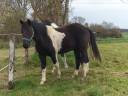 Vends cheval OC paint 3500€