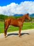Cheval Hongre alezan