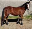 HONGRE CONNEMARA 4 ANS