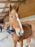 Cheval Hongre