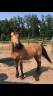 Poney Connemara