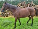 jument CSO et loisir 9 ans