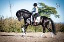 Magnifique Cheval Pure Race Espagnole noir