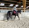 Vends Cheval de Dressage 10 ans