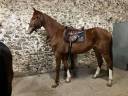 Hongre 4 ans ( Armitages boy* Tinka's boy *Quidam)
