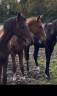 2 ans ( Emerald* Chacco blue)