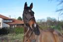 Cheval hongre SF 