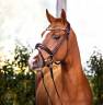 Jeune cheval de sport BWP