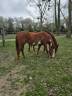 Vends jument paint horse adorable